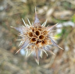 DSC00430a